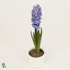 7 cm Hyacint Delft Blue met etiket