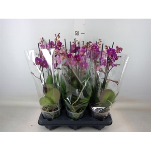 Phalaenopsis multi. 'Ant Merida'