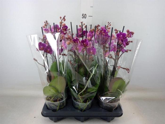 <h4>Phalaenopsis multi. 'Ant Merida'</h4>