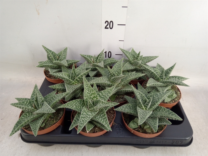 <h4>xGasteraloe  'Aveo'</h4>