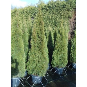 Thuja occidentalis 'Smaragd'