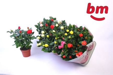 <h4>Ro B Monde Gem</h4>