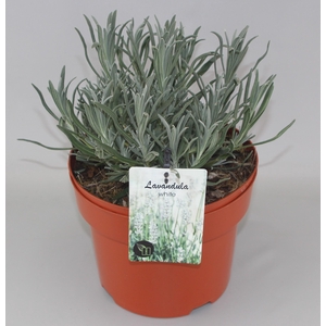 Lavandula angustifolia Alba C5