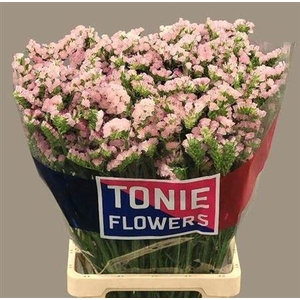 Lim S Apri Sun Birds