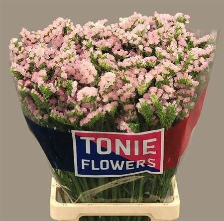 <h4>Lim S Apri Sun Birds</h4>