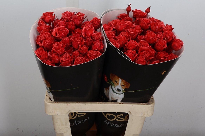 <h4>Wax-Rozen Wax Tros Lichtrood</h4>