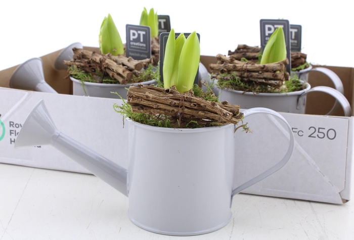 <h4>ARR HYACINTH</h4>