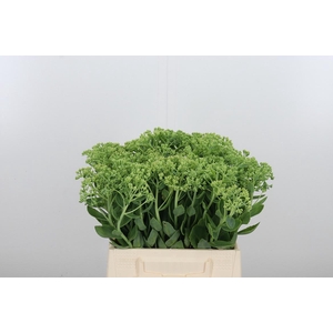 Sedum Spectabile