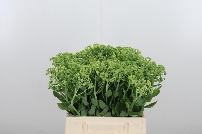 <h4>Sedum Spectabile</h4>