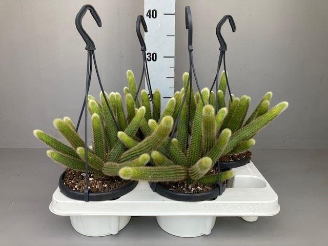 <h4>Cactus</h4>