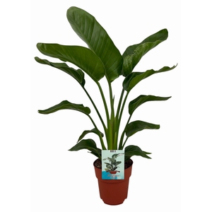 Strelitzia Nicolai (Peat Free / Veenvrij)