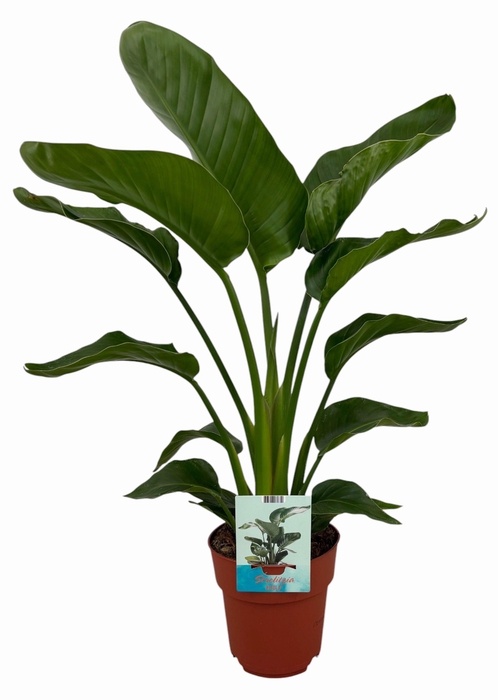 <h4>Strelitzia Nicolai (Peat Free / Veenvrij)</h4>