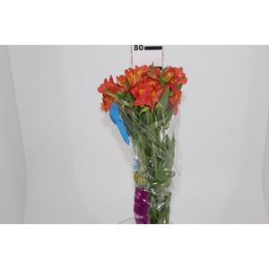 ALSTROEMERIA ORANGE QUEEN 080 CM