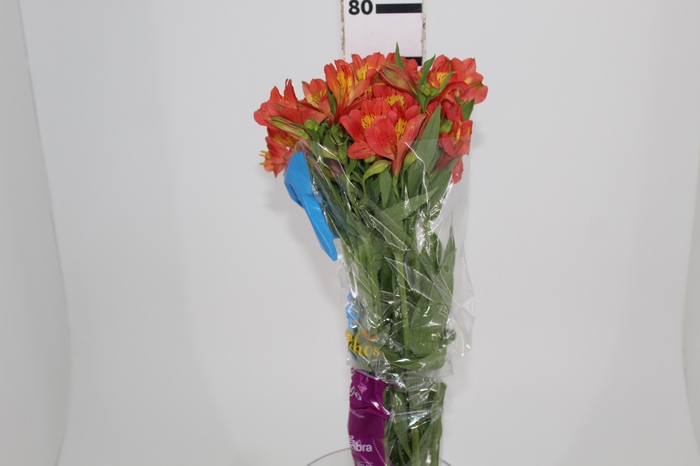 <h4>ALSTROEMERIA ORANGE QUEEN 080 CM</h4>