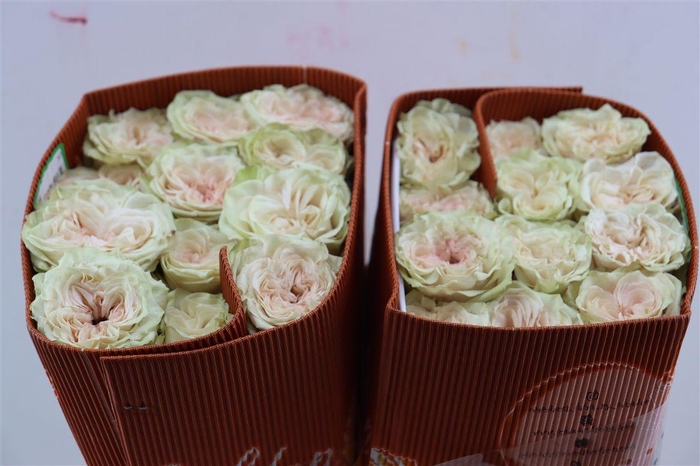 <h4>R Gr Country Secret</h4>