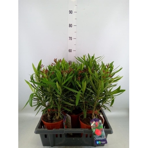 Nerium oleander   ...