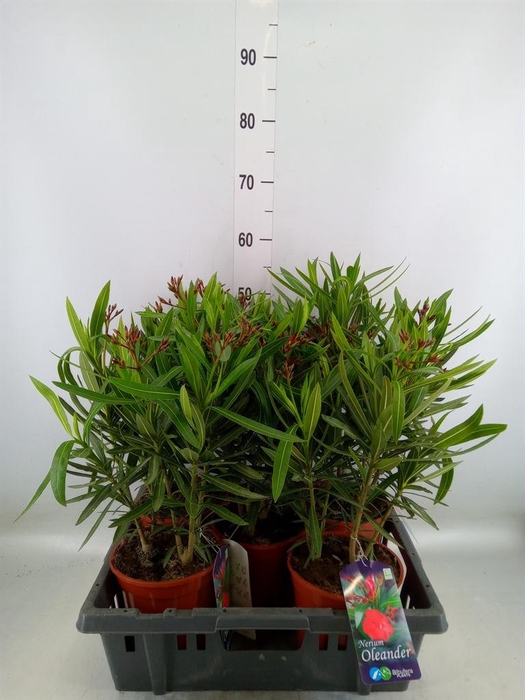 <h4>Nerium oleander ...</h4>