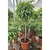 Ficus Amstel King