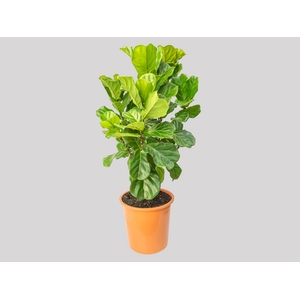 FICUS LYRATA P48