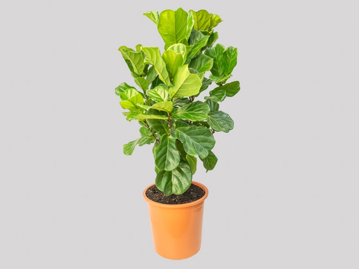 <h4>FICUS LYRATA P48</h4>