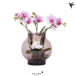 Kolibri Orchids Phalaenopsis Roots pink in glas bowl lila