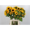 Helianthus Orange Fire