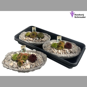ARR SEMPERVIVUM