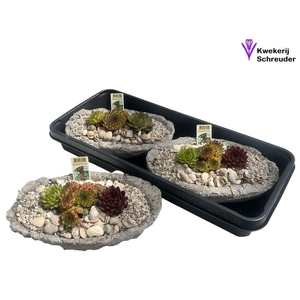 ARR SEMPERVIVUM