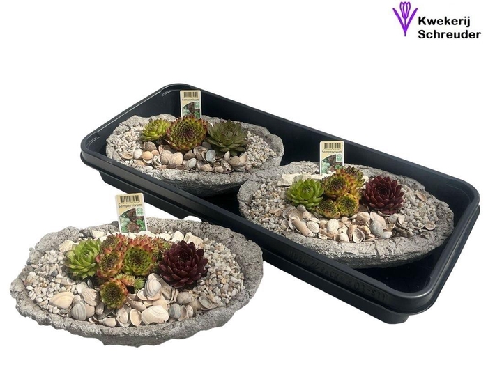 <h4>ARR SEMPERVIVUM</h4>