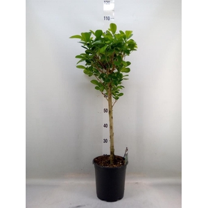 Ficus microcarpa 'Moclame'