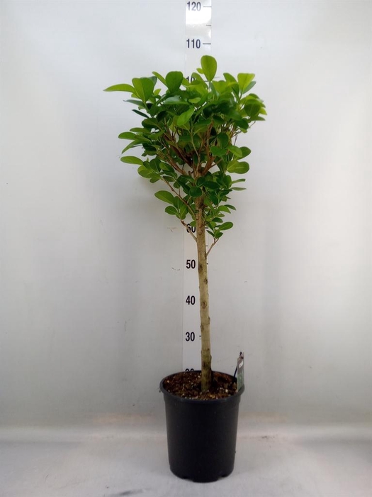 <h4>Ficus microcarpa 'Moclame'</h4>