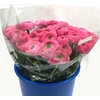 RAN CLONI SU ROSADO