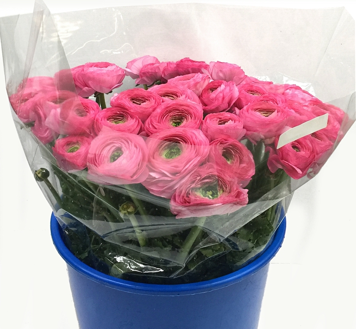 RAN CLONI SU ROSADO