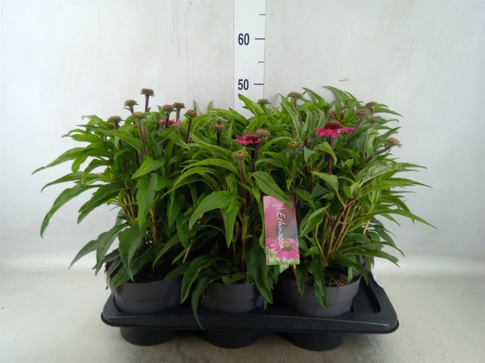 <h4>Echinacea  'Sensation Pink'</h4>
