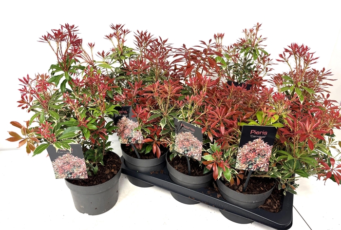 <h4>PIERIS JA CARNAVAL</h4>