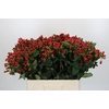 Hypericum Magical Triumph