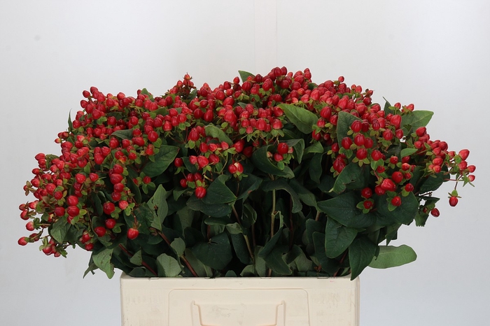<h4>Hypericum Magical Triumph</h4>