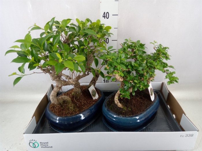 <h4>Bonsai   ...mix</h4>