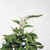 LYSIM CLETHROIDES reduziert