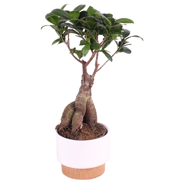 <h4>Ficus m. Ginseng ø09cm in ø11cm Crispy Clean Nº369</h4>