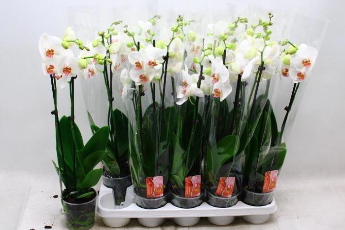 <h4>PHAL RED LIPS</h4>