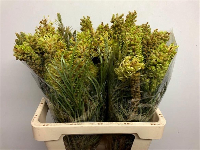 <h4>GREVI SPIDERMAN</h4>