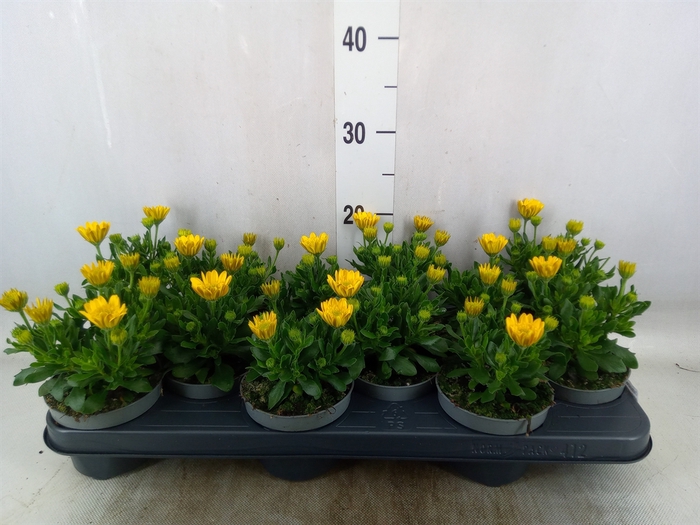 <h4>Osteospermum  '3D Deep Sun'</h4>