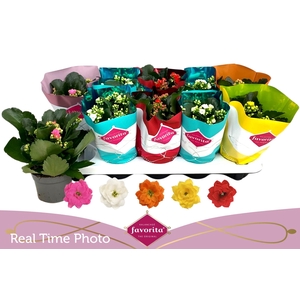 KAL GE PERF GEM 5 KL