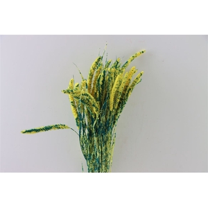 Dried Artz Setaria Van Gogh Bunch