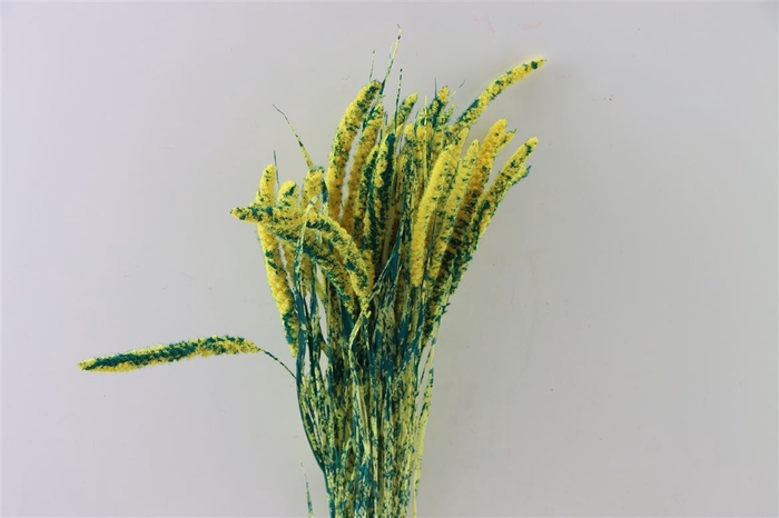 Dried Artz Setaria Van Gogh Bunch