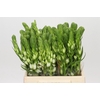 Ornithogalum thyrsoides Milky Way