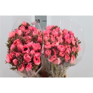 Anemone Poeder Pink