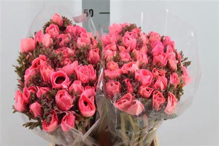 <h4>Anemone Poeder Pink</h4>