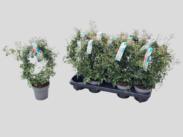 <h4>JASM POLYANTHUM WIT</h4>